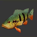 Colorful Aquatic Fish With Green Body Black Stripes Red Fins Eyes On Gray Background Reflection