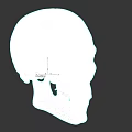 Human Skull 3D Render Side View With White Bone Anatomical Details