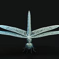 Light Colored 3D Dragonfly Model With Transparent Wings On Black Background 3d model