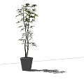 Potted Bonsai Tree With Green Leaves And Slender Trunks In Gray Pot For Indoor Decoration