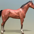 Brown Horse With Black Mane Tail And White Hooves Standing On Green Background