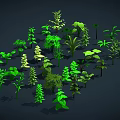 Green Plants With Various Shapes Sizes Leaves Arranged On Dark Background