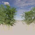 Tall Green Bamboo Plants Growing Under Blue Sky With White Clouds