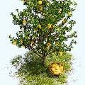 Fruit Tree With Yellow Fruits On Branches And Basket Under Green Grass