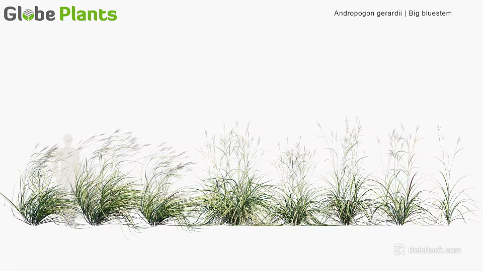 Big Anemanthele lessoniana Ornamental Grasses For Garden Landscape With Feathery Green Foliage 3d model 