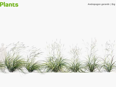 Big Anemanthele lessoniana Ornamental Grasses For Garden Landscape With Feathery Green Foliage 3d model