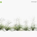 Big Anemanthele lessoniana Ornamental Grasses For Garden Landscape With Feathery Green Foliage