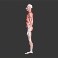 Detailed 3D Model of Human Muscle Anatomy Showing Body Organ Structures