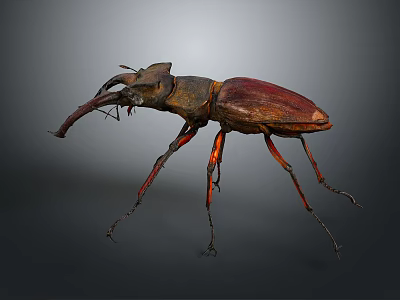 Reddish Brown Beetle With Prominent Mandibles And Slender Legs Isolated On Dark Background 3d model