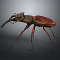 Reddish Brown Beetle With Prominent Mandibles And Slender Legs Isolated On Dark Background