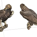 Two Majestic Eagles Standing On Wood Perches At Different Angles With Brown Black Feathers