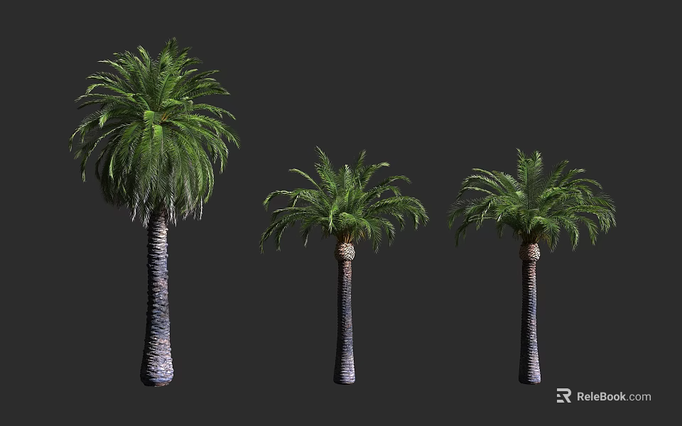 Three Different Sizes of Palm Trees with Lush Green Fronds and Textured Trunks 3d model 