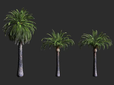 Three Different Sizes of Palm Trees with Lush Green Fronds and Textured Trunks 3d model
