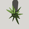 Indoor Decorative Potted Plant With Long Slender Green Leaves In White Pot