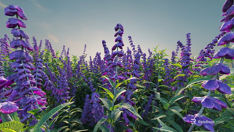 Vibrant Purple Flower Field With Tall Spikes And Green Leaves Against Blue Sky 3d model 