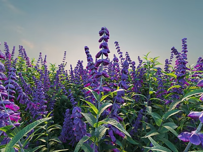 Vibrant Purple Flower Field With Tall Spikes And Green Leaves Against Blue Sky 3d model