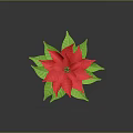 Vibrant Poinsettia Plant With Red Blooms And Lush Green Leaves In Brown Pot