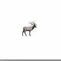 Elk With Large Antlers And Gray Brown Coat Standing Against Dark Background