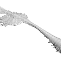 Detailed Anatomical Organ Hair Structure With Feather Like Fibers In 3D Rendering