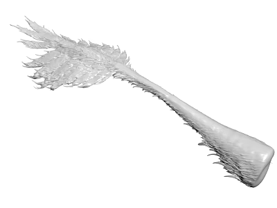Detailed Anatomical Organ Hair Structure With Feather Like Fibers In 3D Rendering 3d model
