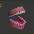 Detailed Game Movie Character Tooth Model With Pink Gums And White Teeth Design