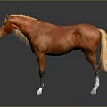 Brown Horse With Golden Mane Standing On Black Background And White Hooves
