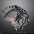 Colorful Organic Shell With Textured Surface Resembling Hair Like Fibers