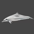 Graceful Dolphin Swimming In Deep Ocean With Sleek Body And Long Beak