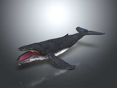 Realistic Dark Colored Whale Model With Open Mouth On Gray Surface 3d model