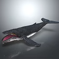 Realistic Dark Colored Whale Model With Open Mouth On Gray Surface 3d model