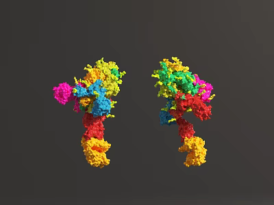 Colorful Biological Organ System 3D Model With Detailed Structural Components 3d model