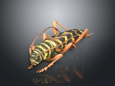 Black and yellow striped beetle with long antennae and orange legs on dark reflective surface 3d model