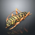 Black and yellow striped beetle with long antennae and orange legs on dark reflective surface