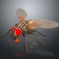 Detailed Realistic Fly With Red Eyes Transparent Wings And Striped Body On Dark Background