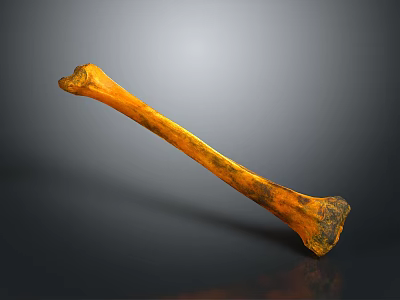 Detailed Skeletal Bone Organ Structure With Orange Black Fossil Texture 3d model