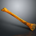 Detailed Skeletal Bone Organ Structure With Orange Black Fossil Texture