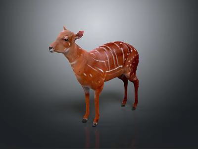Brown Deer With White Stripes Standing Isolated On Gray Background 3d model