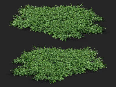 Lush Green Herb Plants With Dense Foliage And Natural Vibrant Growth 3d model