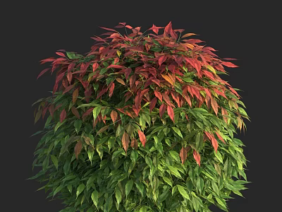 Lush Ornamental Shrub With Rounded Shape And Vibrant Red Green Leaves 3d model