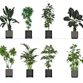 Various Indoor Potted Plants In White Ceramic Pots For Home Decor