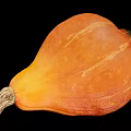 Fresh Ripe Orange Whole Pumpkin With Striped Skin And Natural Stem