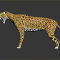 3D Leopard Model With Yellow Fur Black Spots Open Mouth Standing On Black Background