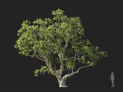 Tall Arbor With Lush Green Leaves Thick Trunk And Human Silhouette For Size Comparison 3d model