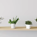 Decorative Indoor Potted Plants on Wooden Shelf with Various Green Leaves and White Pots