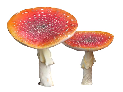 Two Red Mushrooms With White Spots On Caps And White Stems 3d model