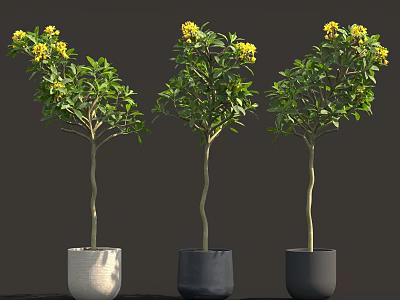 Three Flowering Trees With Yellow Blooms Planted In Colored Pots Against Dark Backdrop 3d model