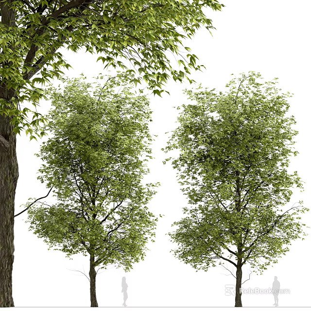 Lush Green Arbor Trees With Dense Foliage And Strong Trunks In Natural Setting 3d model 