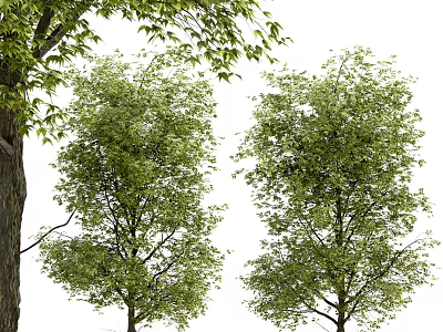 Lush Green Arbor Trees With Dense Foliage And Strong Trunks In Natural Setting 3d model
