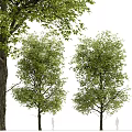 Lush Green Arbor Trees With Dense Foliage And Strong Trunks In Natural Setting