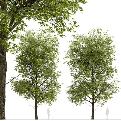 Outdoor Trees Modern Trees 3d model Outdoor Trees Modern Trees 3d model